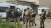 Спецназ у ИК-19 в Суровикино, Волгоградская область. 23 августа 2024 года. Фото: telegram-канал Росгвардии.
