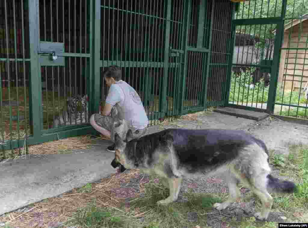 Poznan Zoo in Poland is also helping by sending rescued animals to places such as Spain, France, and South Africa. Popova estimates that 200 animals have been sent abroad, while another 100 found new homes in western Ukraine. "I love them, and I understand that I do not have the resources to provide them with the comfortable life they deserve," Popova says. Her next project is to send 12 lions to Poland.