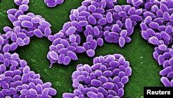 Սիբիրախտի հարուցիչը՝ Bacillus anthracis