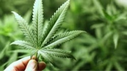 plantă de canabis