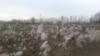 Не расклеенный хлопок на полях в Куштепинском районе Ферганской области. 