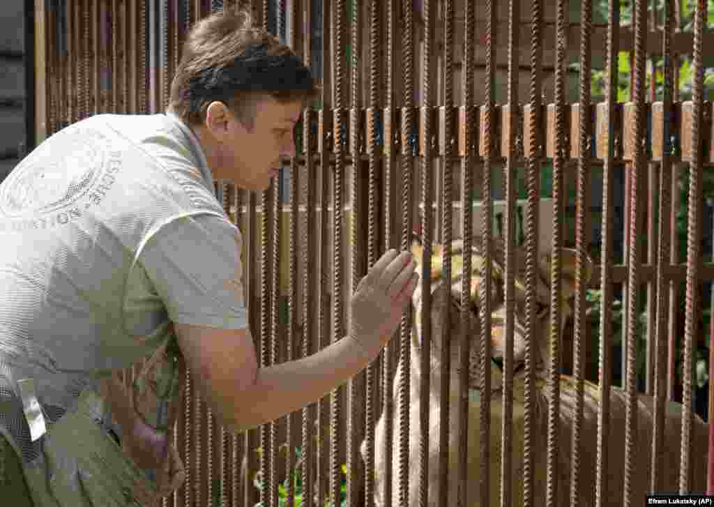 In 1999, Popova opened the first private horse club in Ukraine. But it wasn't until four years ago that she saved her first lion. An organization against slaughterhouses approached her with a request for help saving a lion with a broken spine. She did not know how she could help because her expertise was in horses. But when she saw a photo of the big cat, Popova could not resist. She built an enclosure, paid the owner, and took the lion. Later, Popova created a social media page titled Help The Lioness and people began to write, asking for help saving other wild animals.