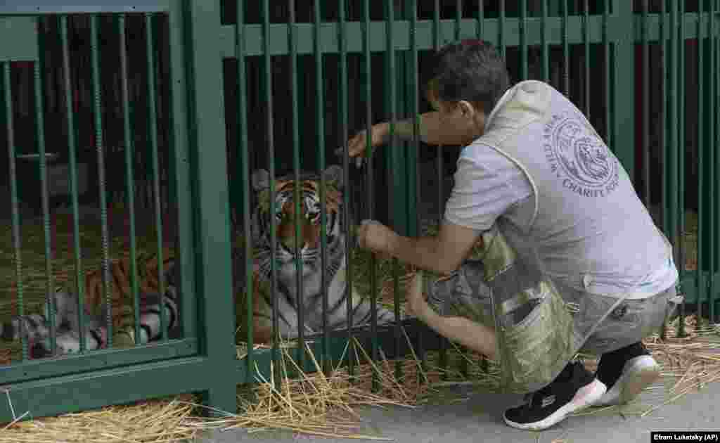 Recently, Popova enlisted the help of UA Animal volunteers and military personnel who go with her. "Our record is an evacuation in 16 minutes, when we saved a lion between Kramatorsk and Slovyansk," Popova says. "I had to learn to do anesthesia myself. Because animals such as lions, tigers, and bears, when they are under stress, it is impossible to take them away." In most cases, Popova knows nothing about the animals she rescues, having been informed about them by concerned Ukrainian soldiers. "Animals don’t introduce themselves when they come to us," she jokes.