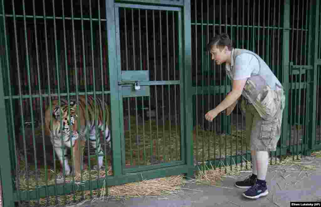 Located in the village of Chubynske in the Kyiv region, Popova's shelter has 133 animals, including 13 lions, one leopard, a tiger, bears, and three deer that she has rescued in hopes of finding them new homes or sending them abroad. Popova says she often trembles with fear when she drives to Ukraine's eastern regions for animal rescue missions. "Of course, it's scary. Of course, it's dangerous," she says. "I had to learn a lot of professions because not a single veterinarian would go to the front line."