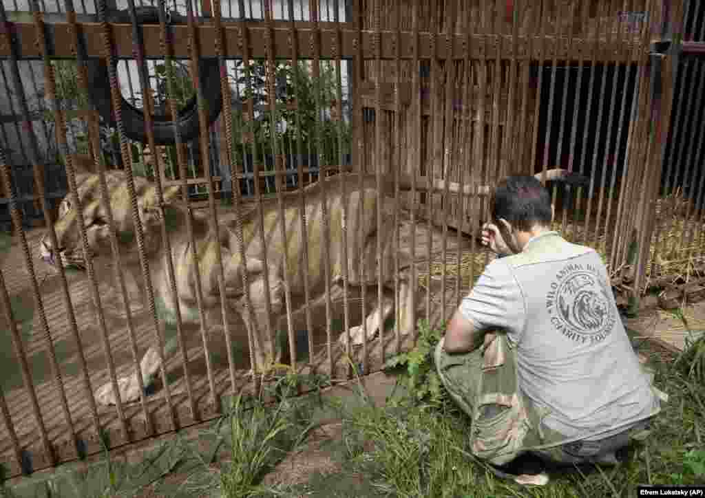 Yana, the first lioness Popova saved, was disabled and unable to find a new home, so she has become a member of the family. Yana had been cared for by Popova until she passed away two weeks ago.