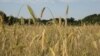 Украина задумалась о квотировании экспорта зерновых.