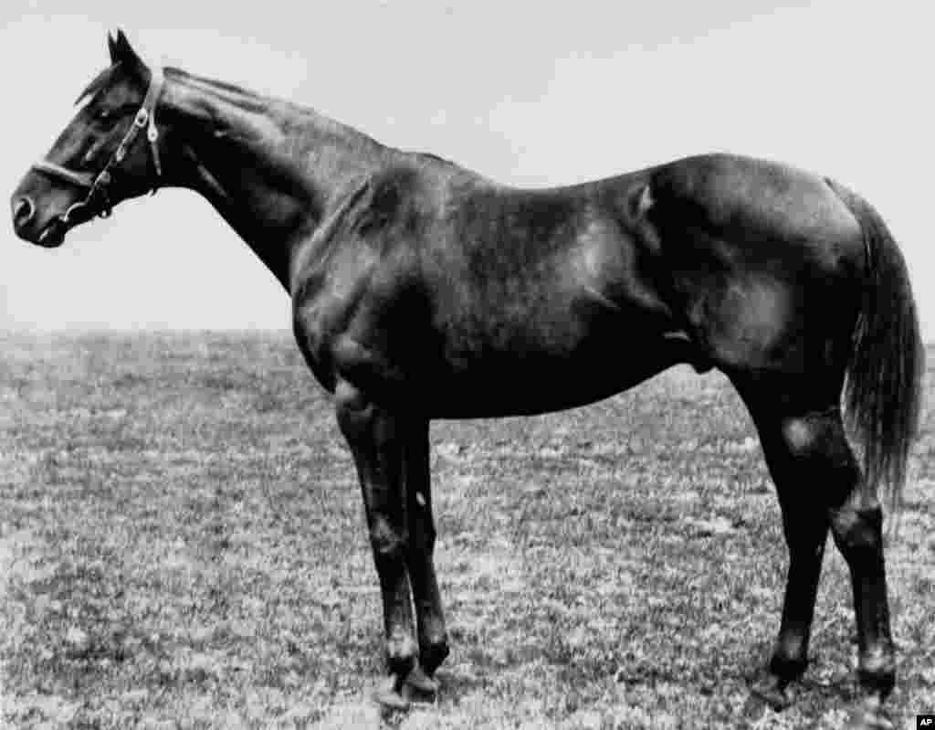 Жеребец по кличке Сэр Бартон, победитель 44-х по счету скачек Kentucky Derby. Май 1919 года. Сэр Бартон стал первым трехкратным чемпионом в 1916 году.