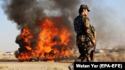 Owgan resmileri neşe serişdelerini otlaýarlar, Helmand welaýaty, 2-nji noýabr, 2017. 