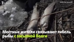 Массовая гибель рыбы на Волге в Татарстане