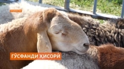 Имсол бузургтарин гӯсфанди ҳисории Тоҷикистон 190 килограмм вазн доштааст