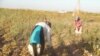 Несмотря на отсутствие хлопка, бюджетников в Узбекистане до сих пор оставляют на полях. 